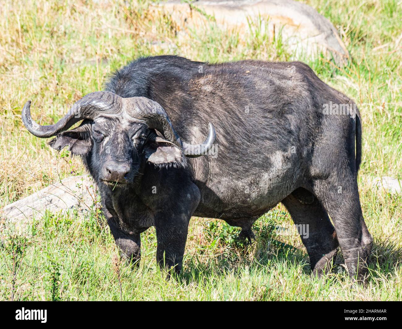 Bufalo in the African Savannah Stock Photo