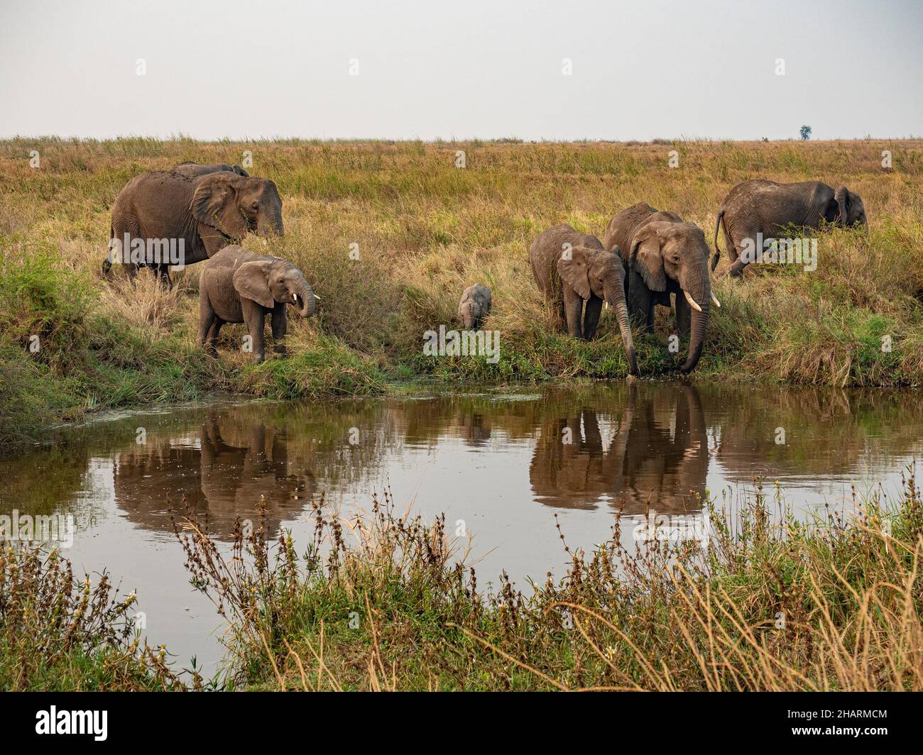 Helephant in Serengeti Park Stock Photo
