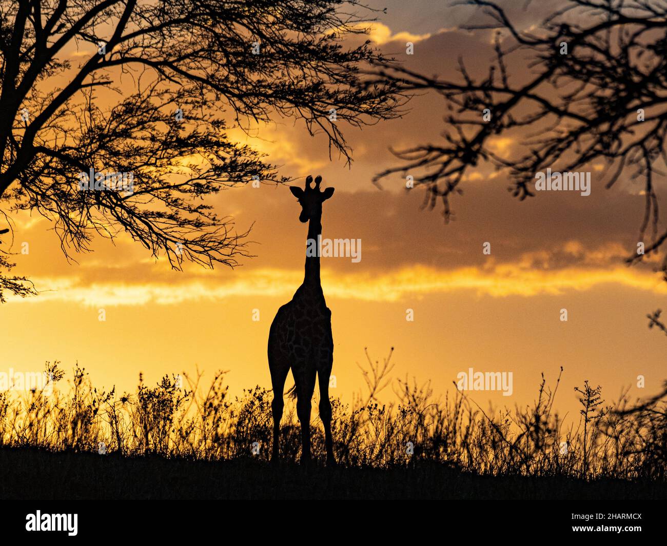 Giraffe acacia trees hi-res stock photography and images - Alamy