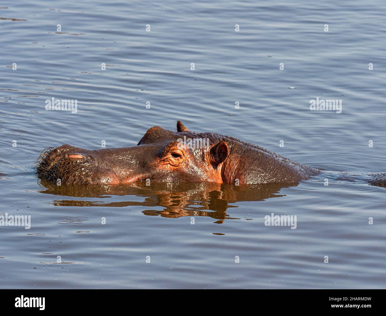 Hipopotamus in SERENGETI Park Stock Photo