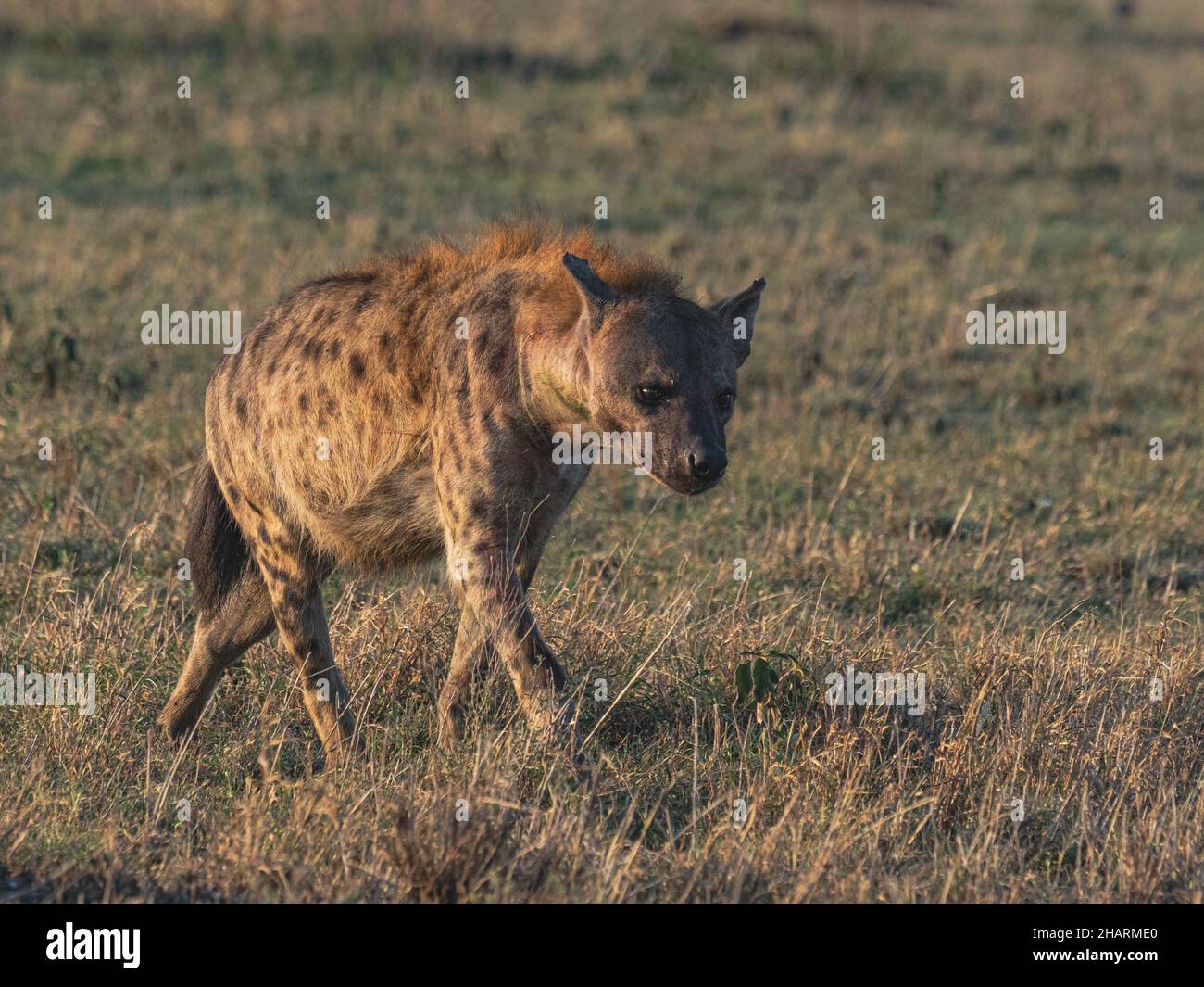 Hyena in Ngorongoro Park Stock Photo