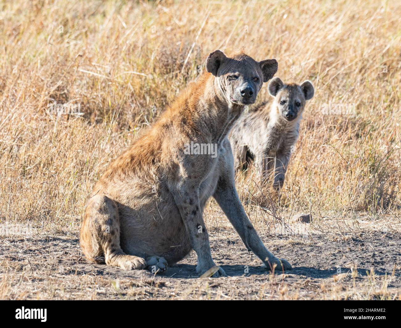 Hyena in Ngorongoro Park Stock Photo