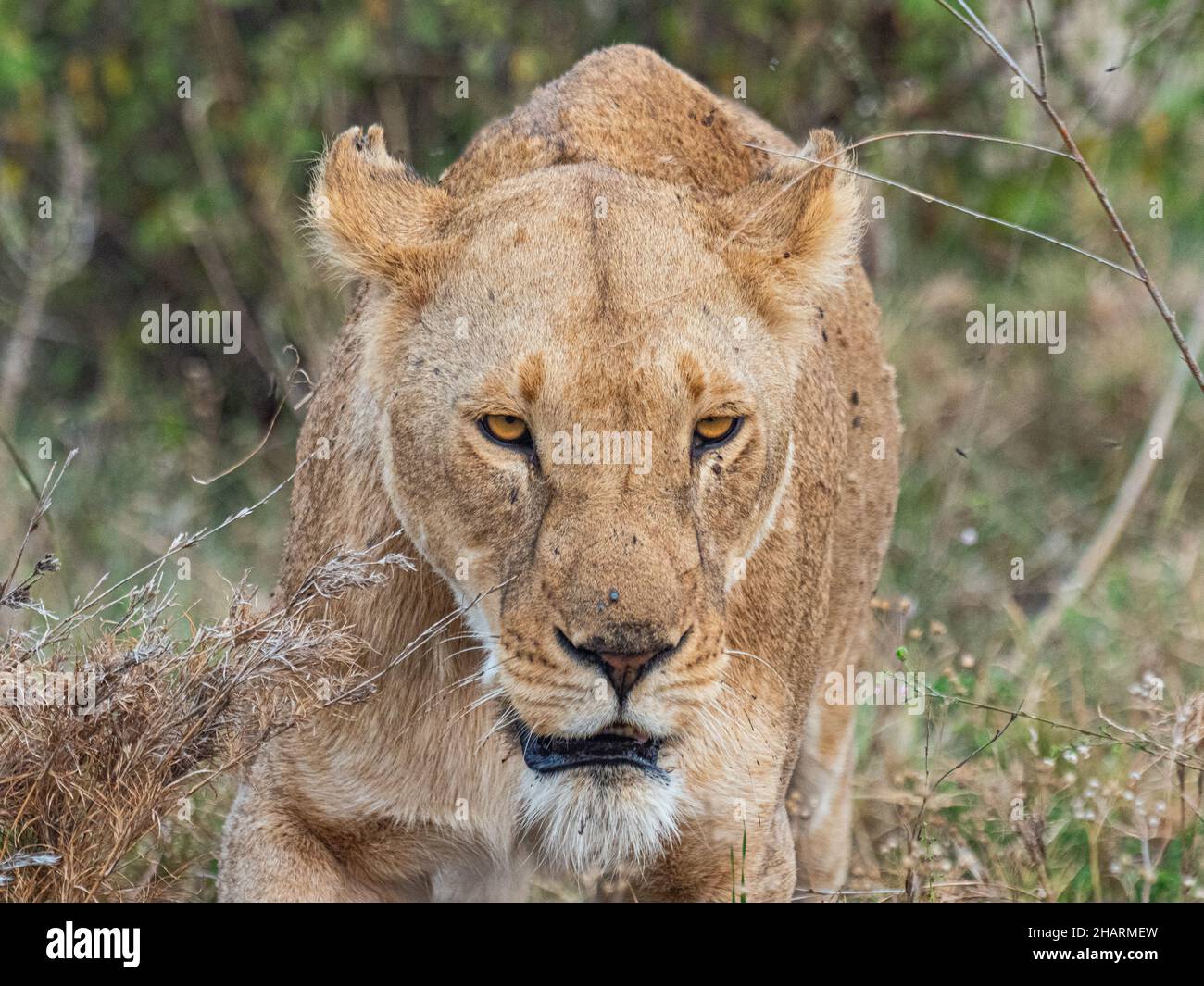 Lioness in Ngorongoro Park in Tanzania Stock Photo