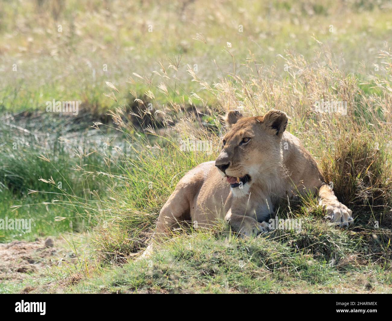 Lioness in Ngorongoro Park in Tanzania Stock Photo