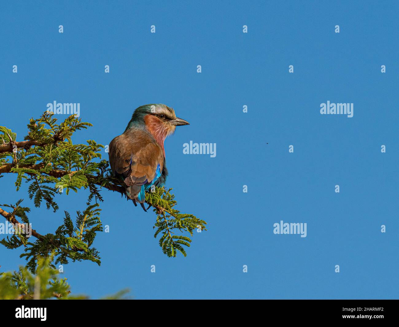 Long-tailed Roller in Serengetti National Park Stock Photo