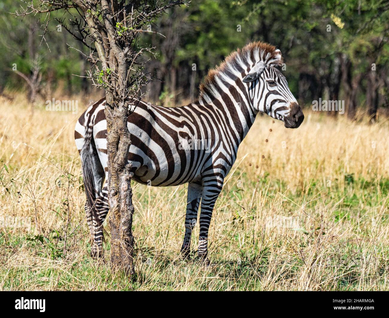 ZEBRA in Serengeti Park in TANZANIA. Animal protected because the population is less fortunate. Stock Photo