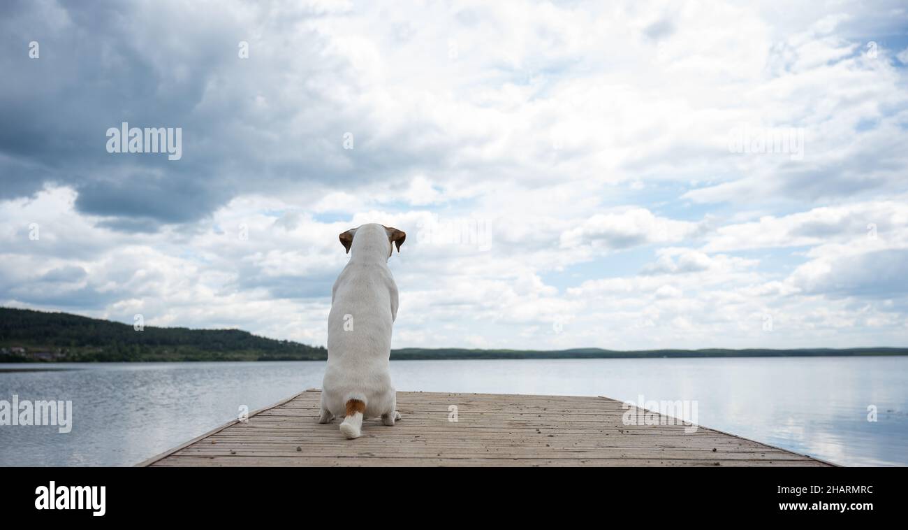 Sad dog jack russell terrier sits alone on the pier by the lake. Stock Photo