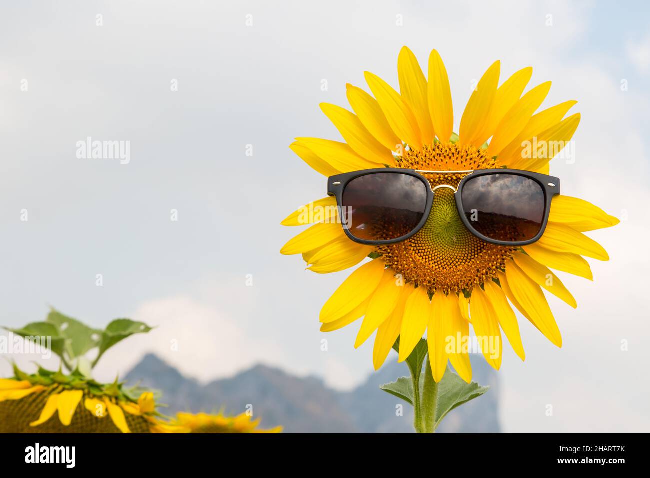 sunflower wear a sunglasses with blue sky background Stock Photo