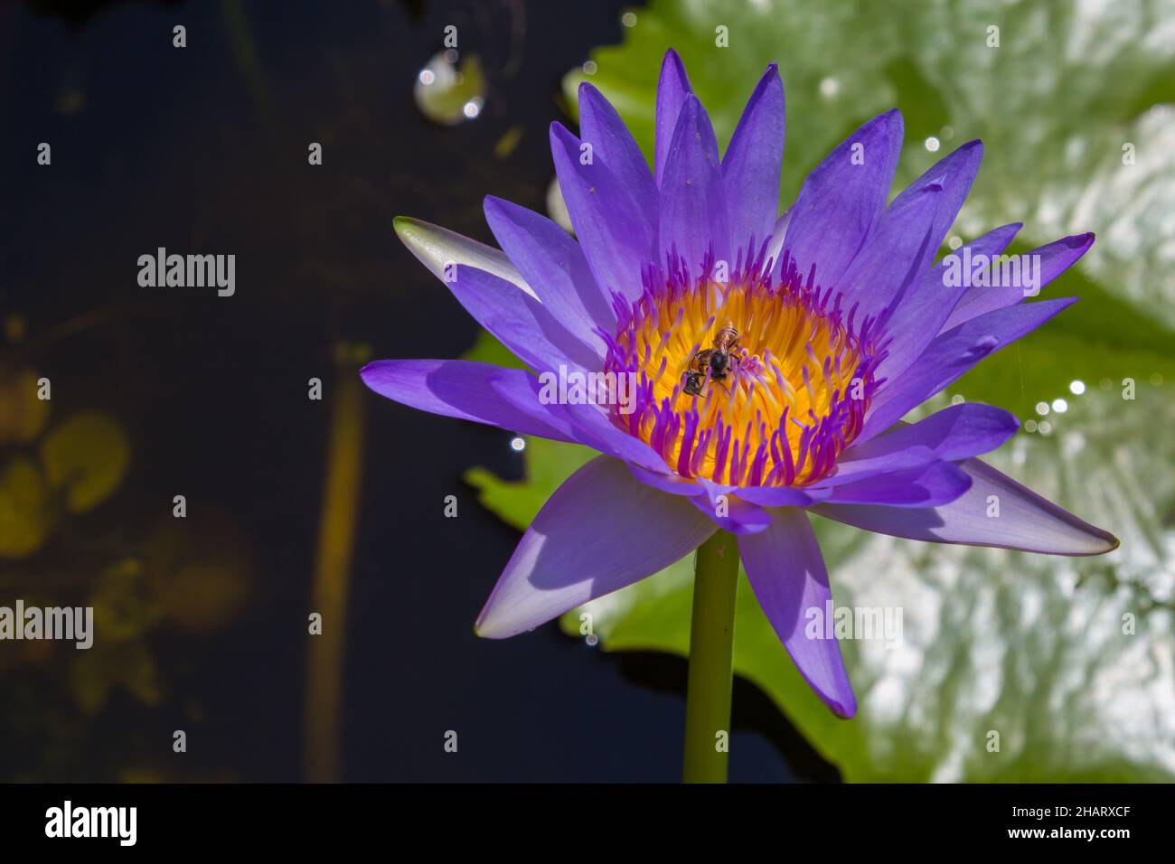 Violet lotus flot on the river gardent. Stock Photo