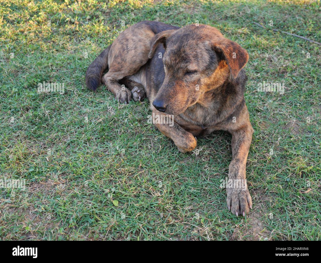 Dark brown cute puppy resting on the green lawn, Dog on grass land, The