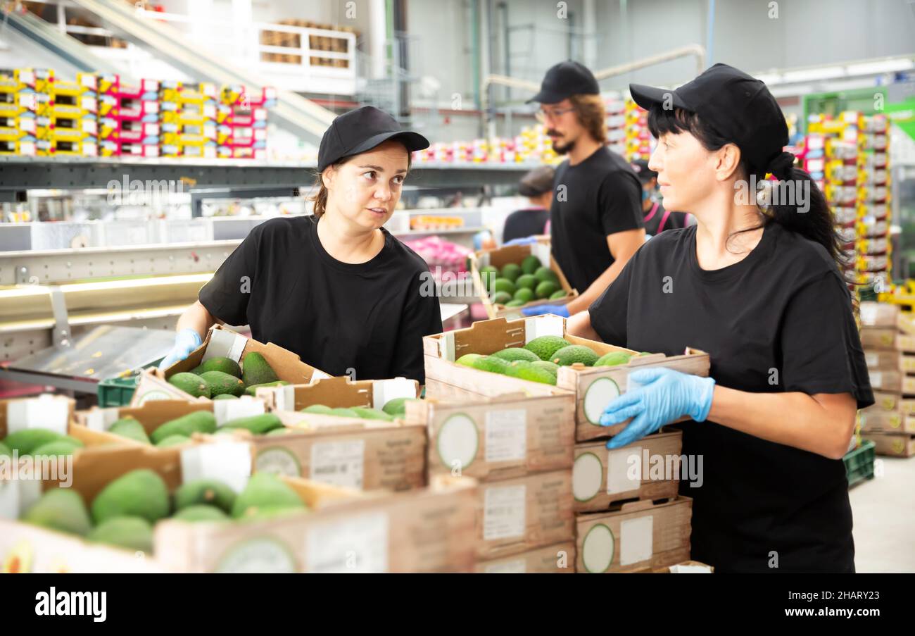 Stack Box Employee Workers stacking box with avocados at warehouse Stock Photo - Alamy