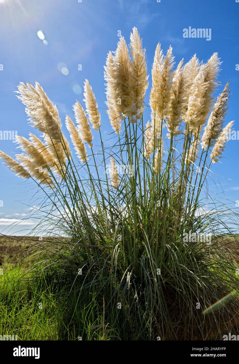 Cortaderia selloana, pampas grass against a blue sky into the sun Stock