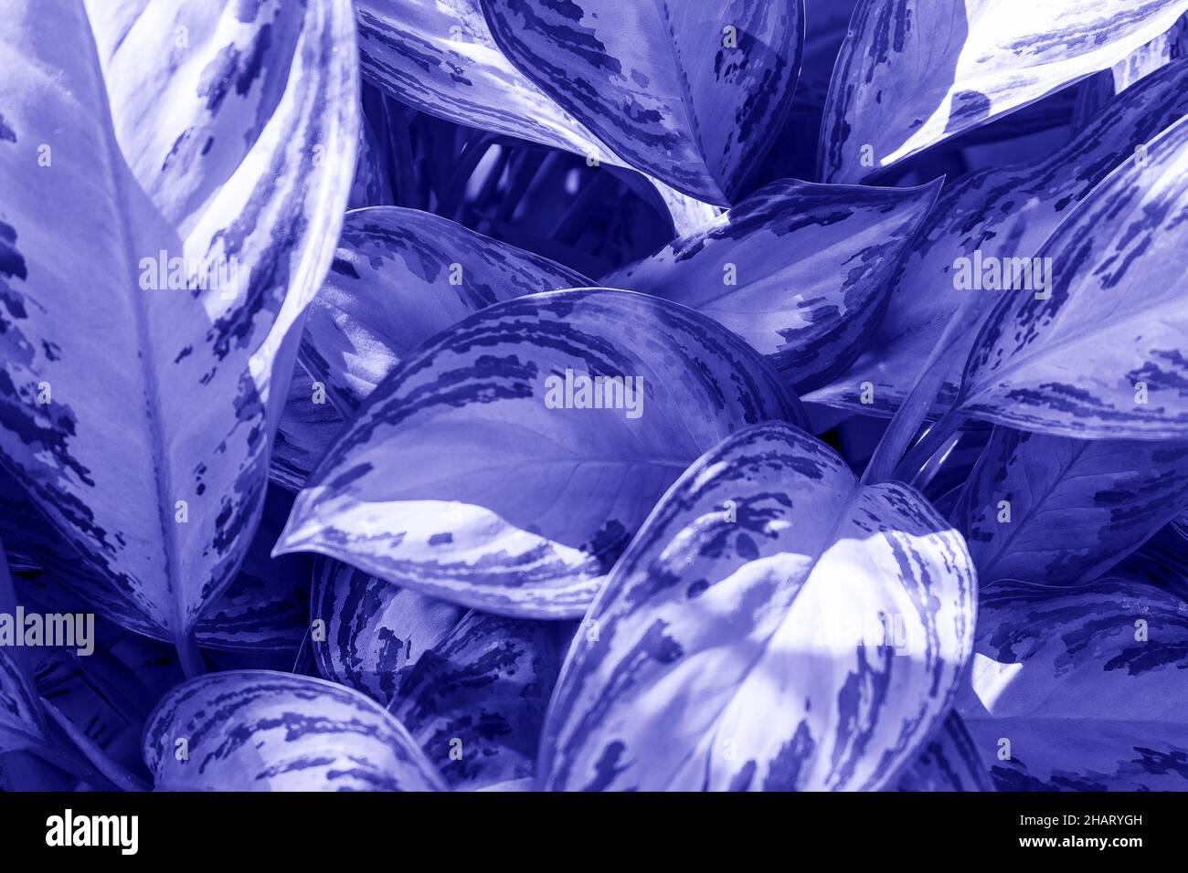 Beautiful indoor ornamental plant Aglaonema Stock Photo Alamy