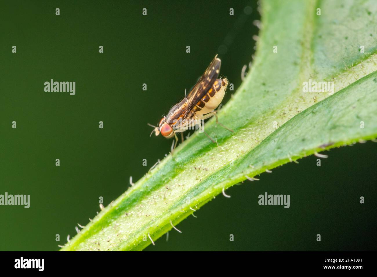 Lateral of Fruit fly, Drosophilidae, Pune, Maharashtra, India Stock Photo