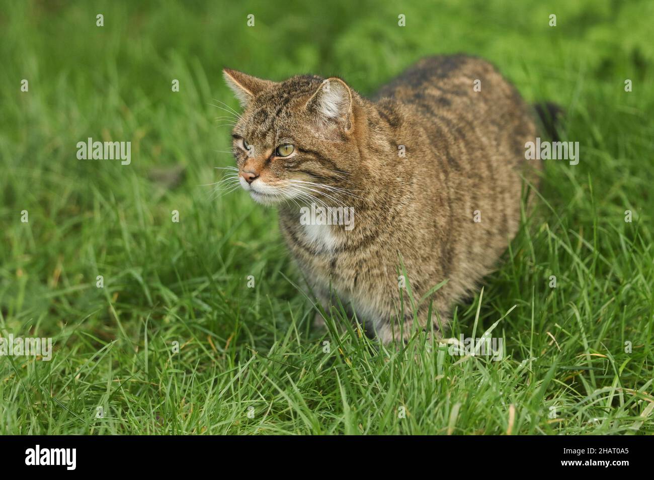 A Wildcat, Felis silvestiris, standing in the grass at the British Wildlife Centre. Stock Photo