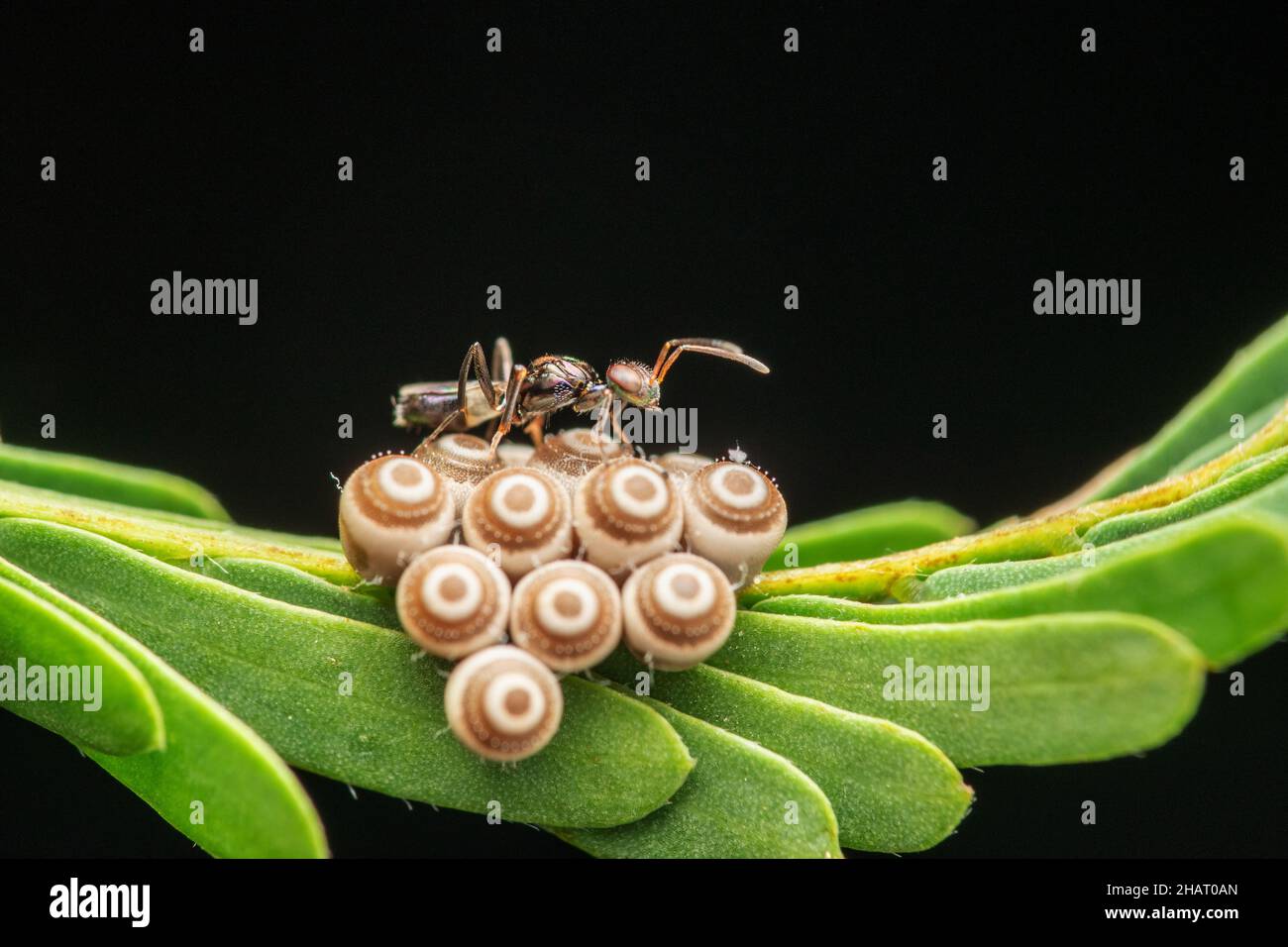Lateral view of Parasitization by Parasitoid wasp, Anastatus nezara, Satara, Maharastra, India Stock Photo