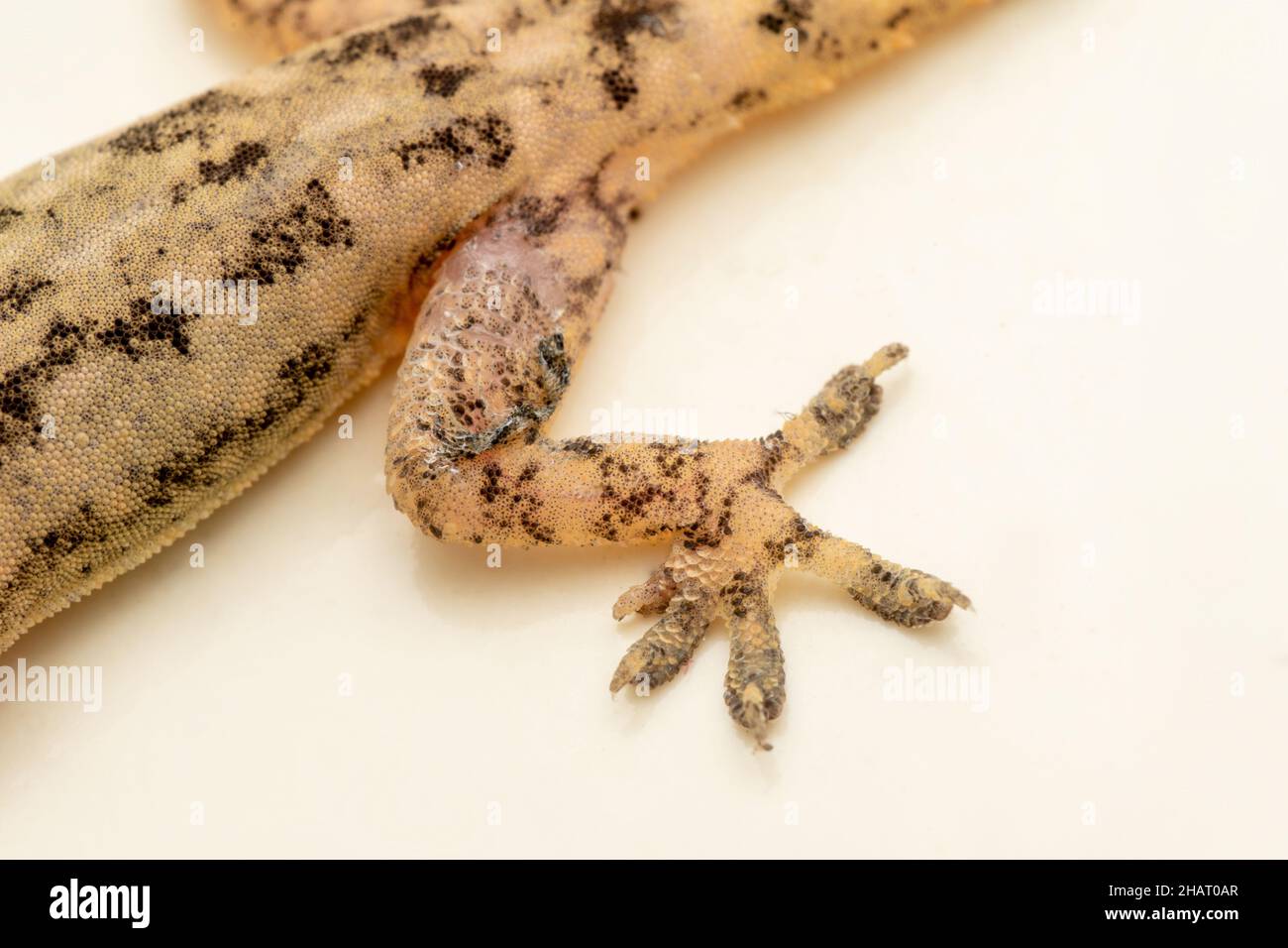 Leg of Indian bark gecko, Hemidactylus leschenaultii, Satara, Maharashtra, India Stock Photo