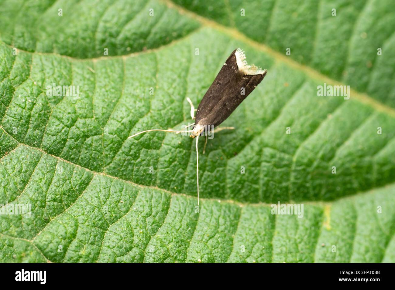 Long horned moth, Crocanthes glycina, Satara, Maharastra, India Stock Photo