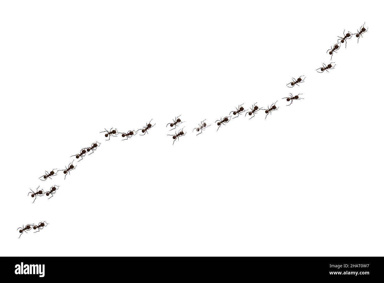 Black ant trail. Working insect curve group silhouettes isolated on ...