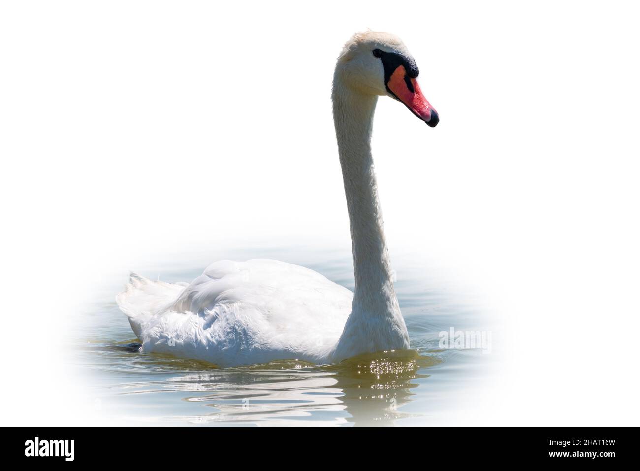 Graceful white Swan swimming in the lake, isolated on white background. Portrait of a white swan swimming on a lake. The mute swan, latin name Cygnus Stock Photo
