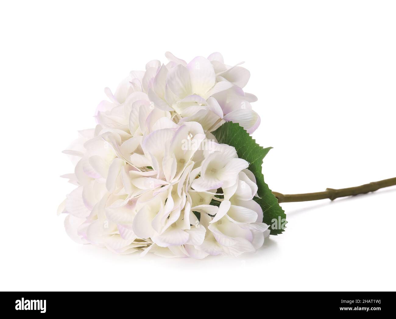 Beautiful hydrangea flower on white background Stock Photo - Alamy