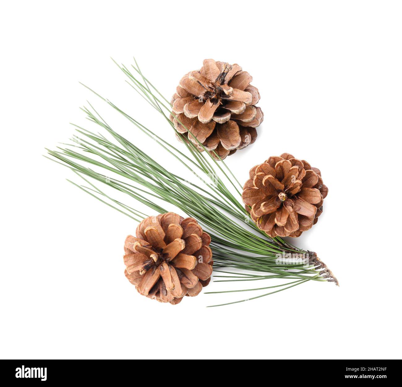 Beautiful pine cones and fir branch on white background Stock Photo - Alamy