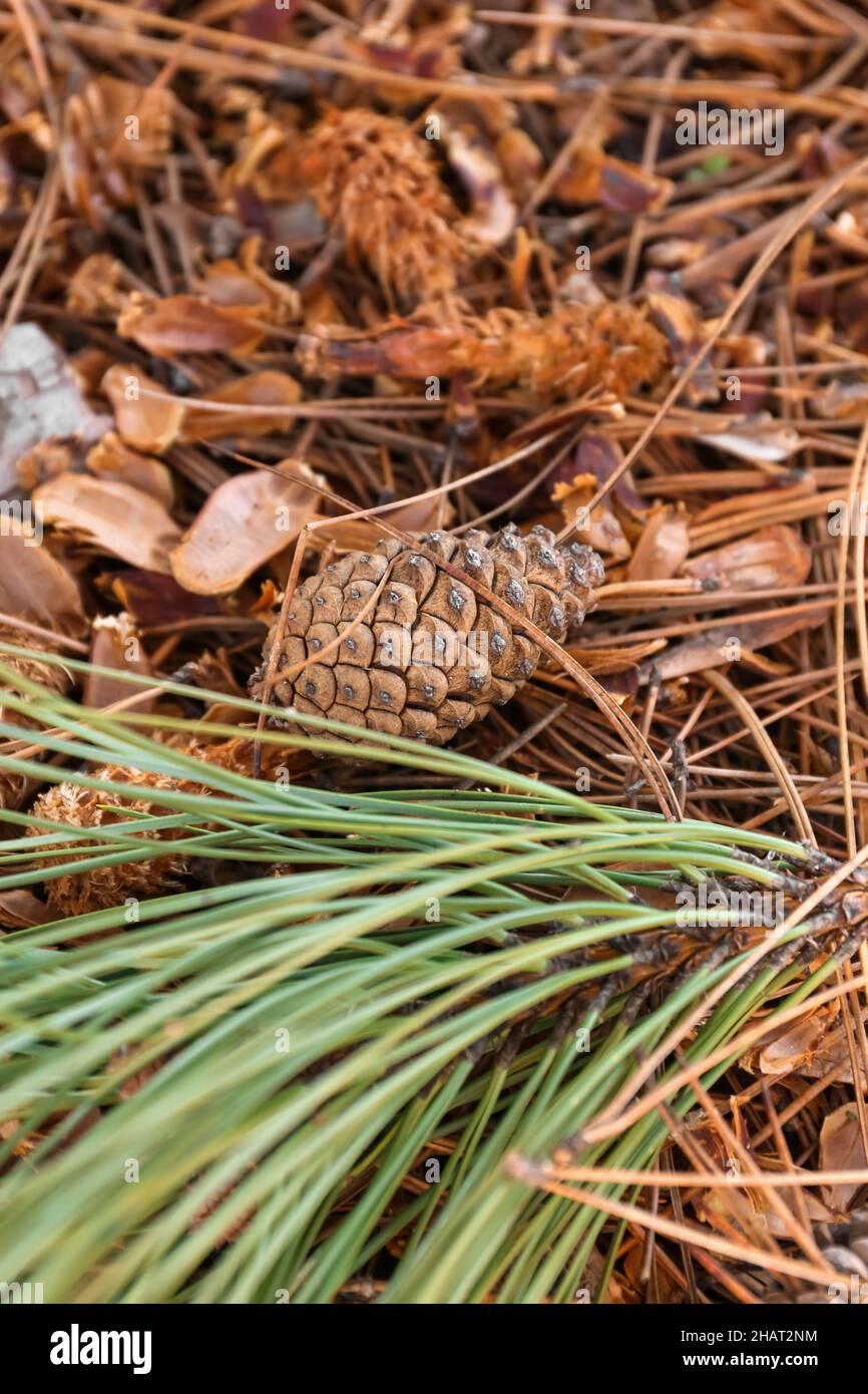 Beautiful pine cone and fir branch in forest Stock Photo Alamy