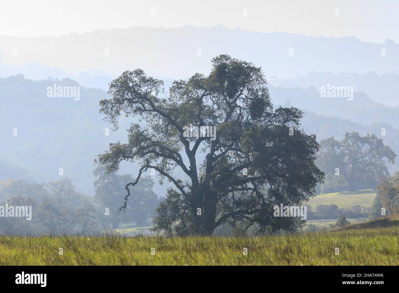 Lone Oak tree and hazy rolling landscape in early autumn morning. Pearson-Arastradero Preserve, Santa Clara County, California, USA. Stock Photo