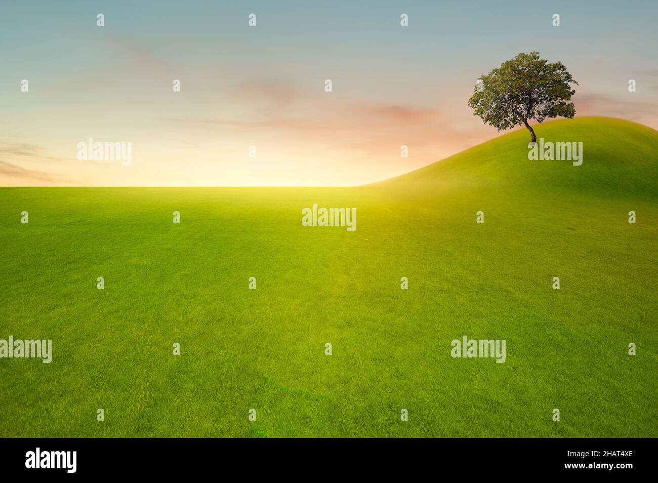 Green tree in green field on sunset or sunlight Stock Photo - Alamy