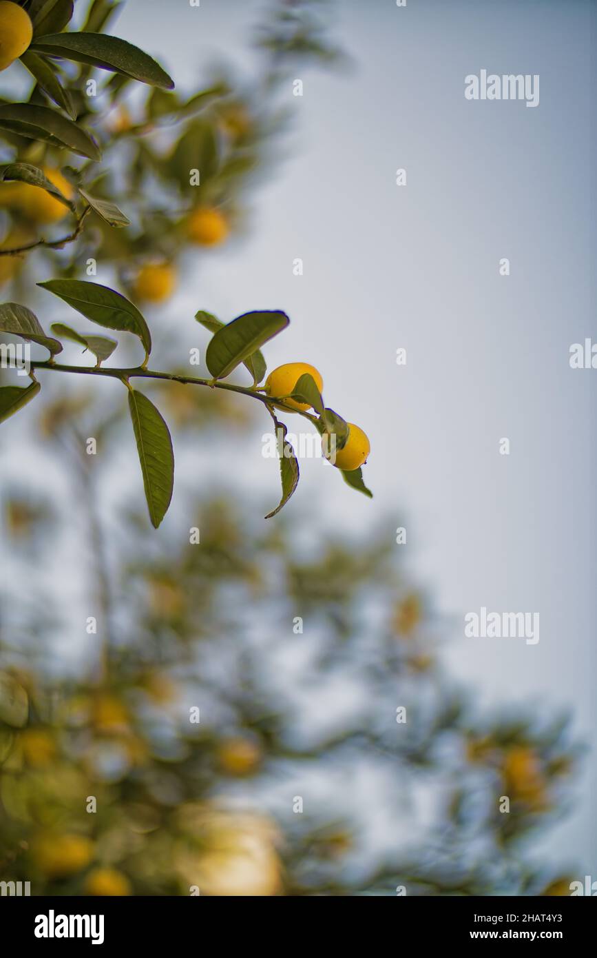 Lemons Hanging on a Lemon tree Stock Photo