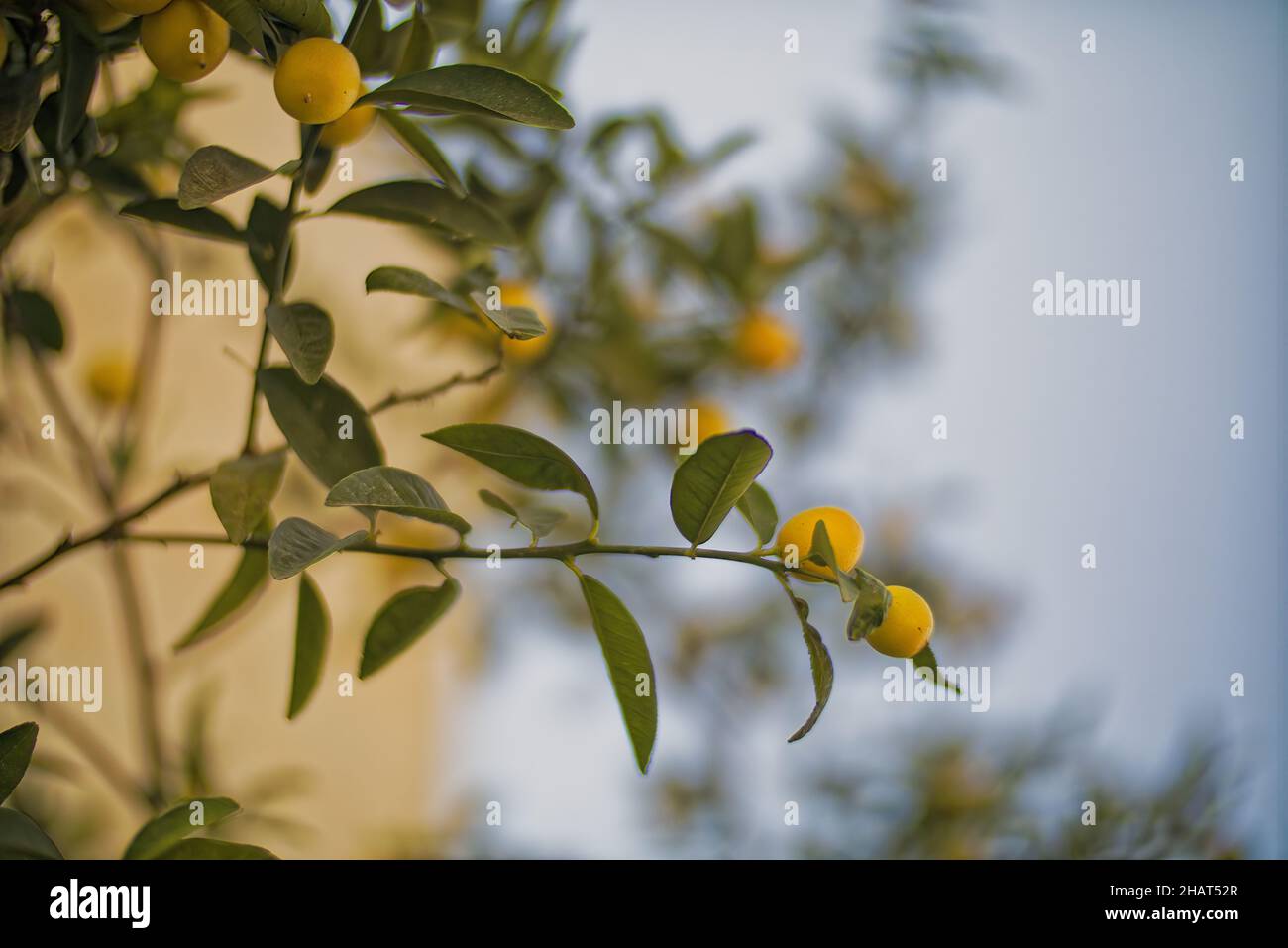 Lemons Hanging on a Lemon tree Stock Photo