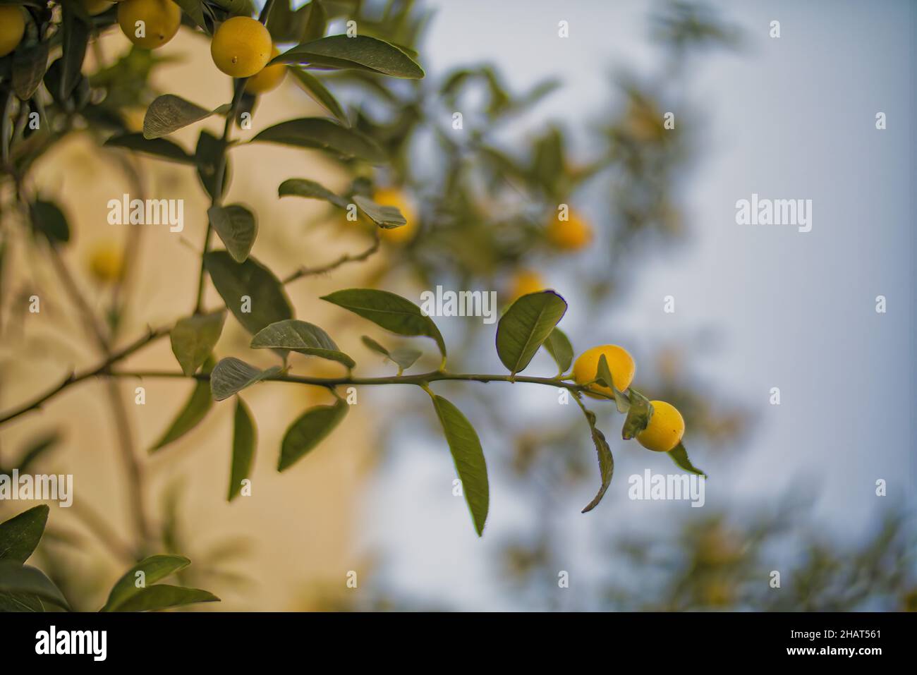 Lemons Hanging on a Lemon tree Stock Photo