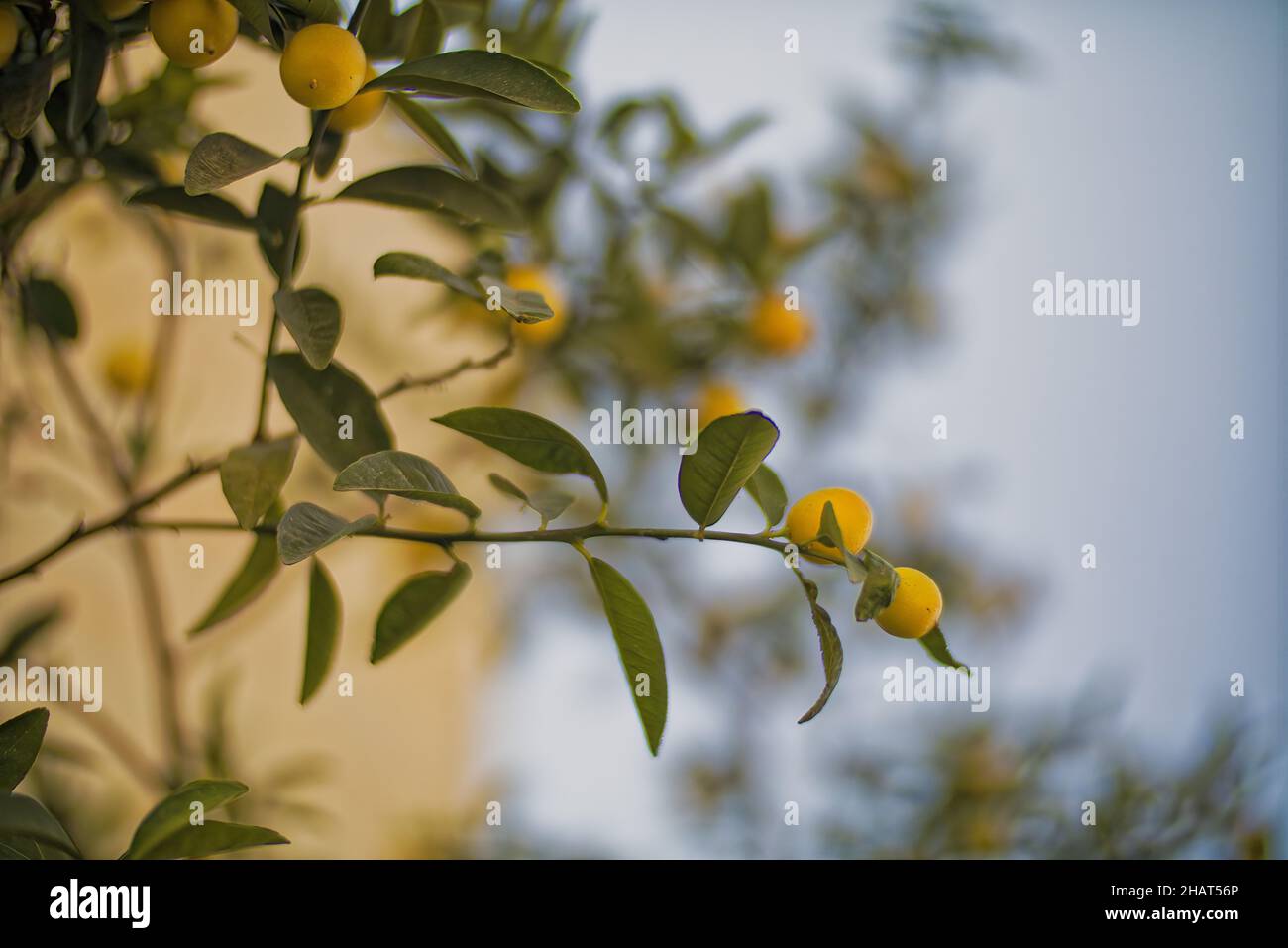Lemons Hanging on a Lemon tree Stock Photo