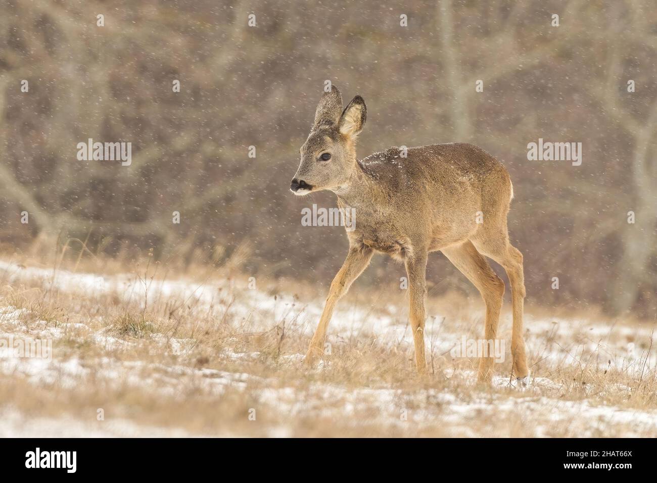 Juvenile roe deer walking on field in snowing nature Stock Photo
