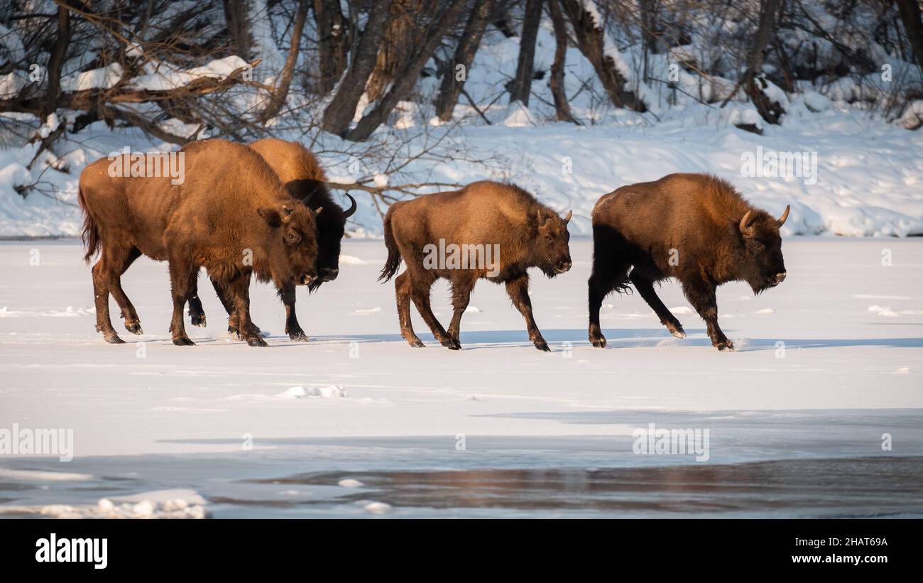 Herd of european bison walking on snow in winter season Stock Photo