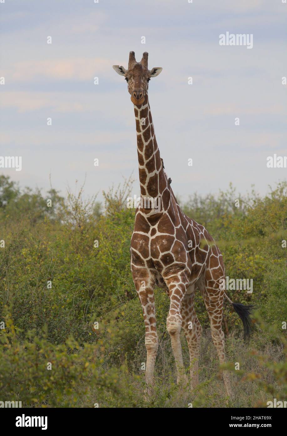 full length portrait of reticulated giraffe standing alert and curiously with sky in background in the wild Meru National Park, Kenya Stock Photo