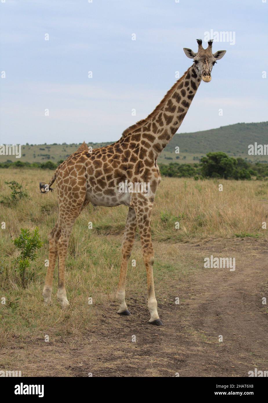 full side profile of single adult masai giraffe standing alert in the masai mara, kenya Stock Photo