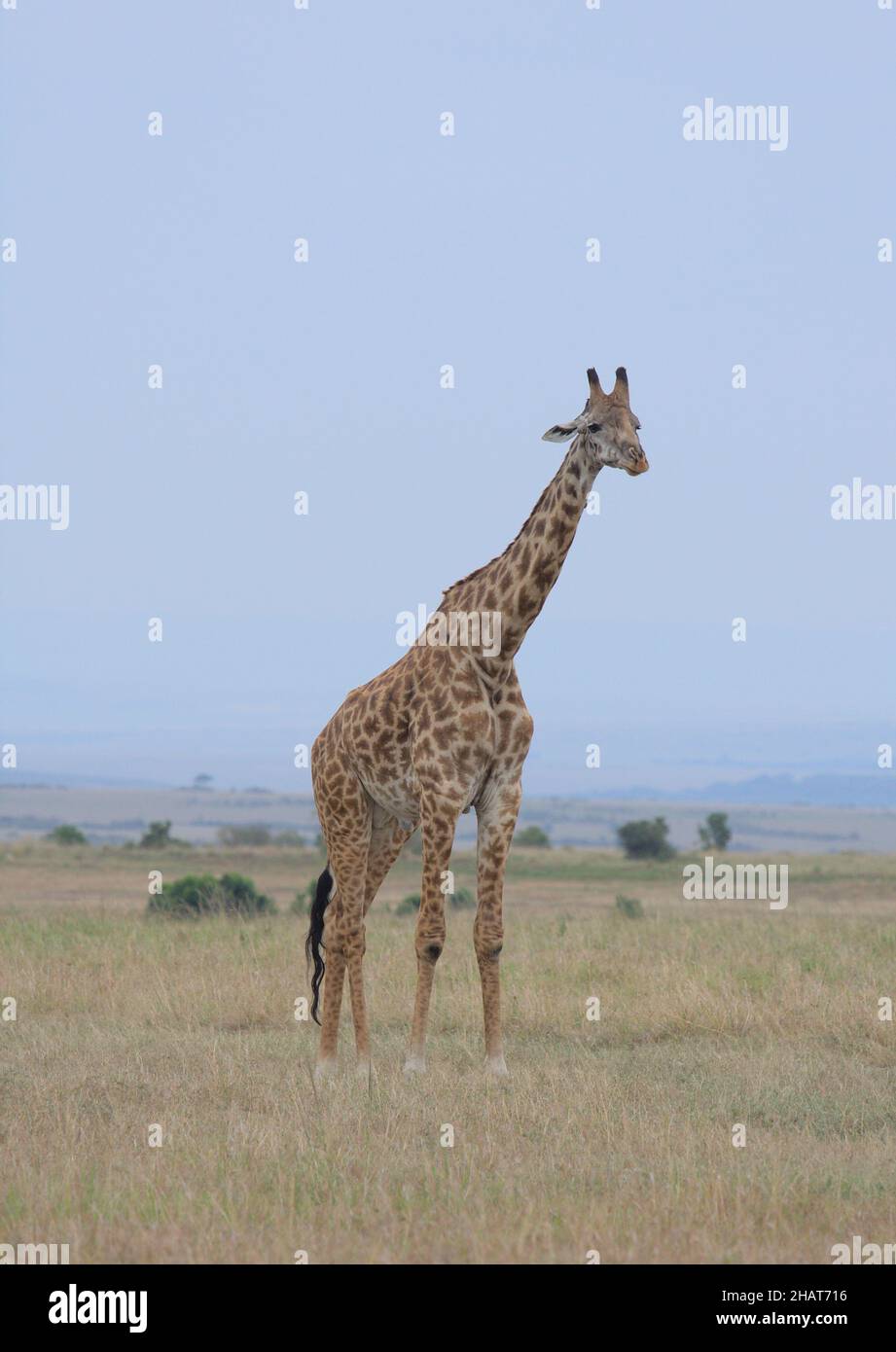 full length view of single adult masai giraffe standing alert in wild masai mara with cloudy sky in background kenya Stock Photo