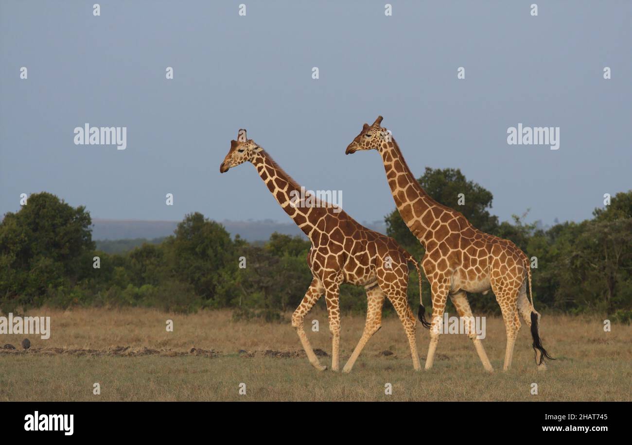 two reticulated giraffes walking together in the wild plains of Ol Pejeta Conservancy, Kenya Stock Photo