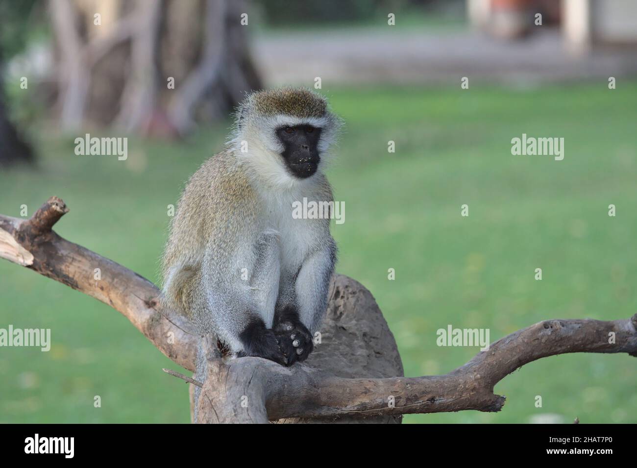 cute vervet monkey sitting alert on tree branch and looking curious in Naivasha, Kenya Stock Photo