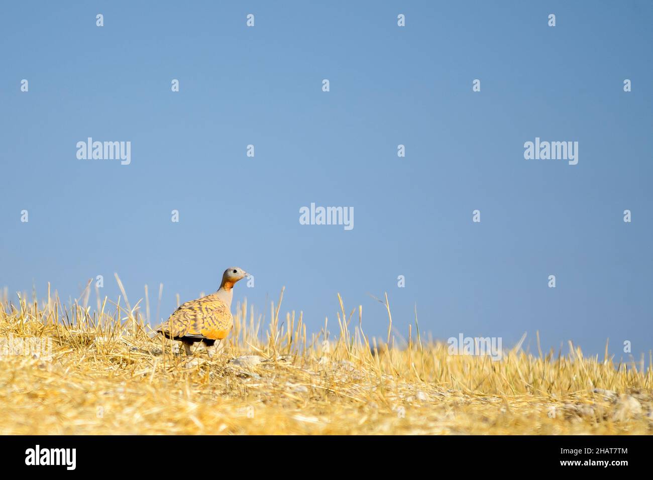 Hoopoe, of the family Upupidae, and of the order Upupiformes Stock Photo
