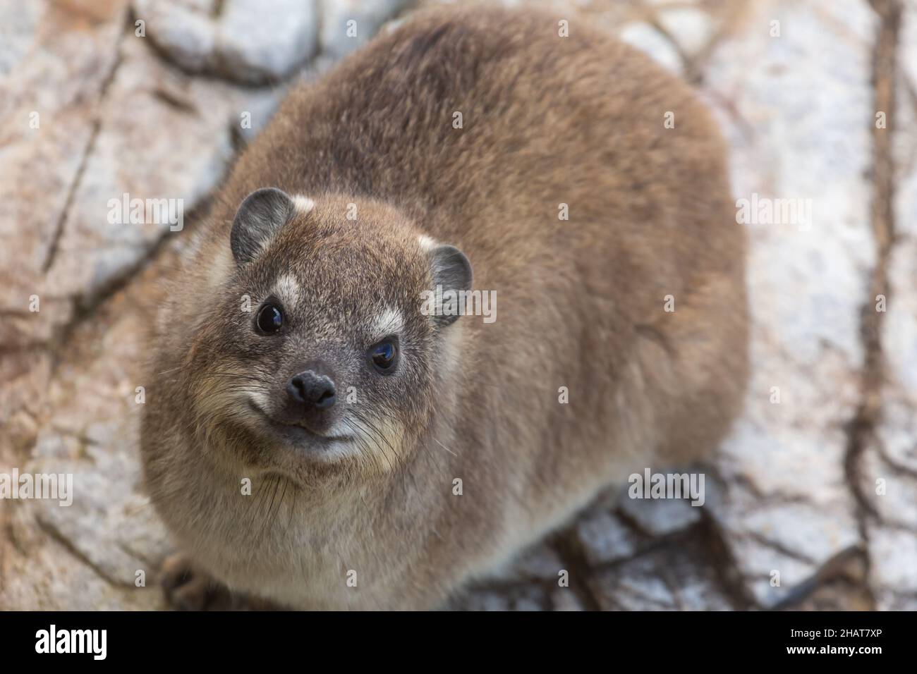 Close-up of a Rock Hyrax seen in Hermanus in the Western Cape of South Africa Stock Photo