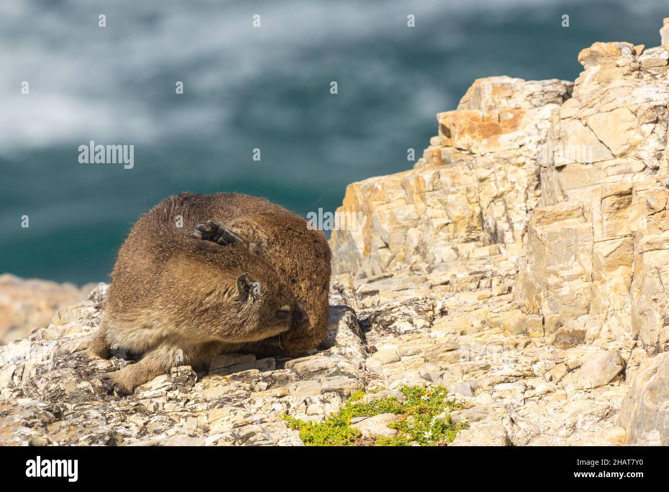 Dassie sitting on a rock while scratching itself, seen in Hermanus, Western Cape, South Africa Stock Photo