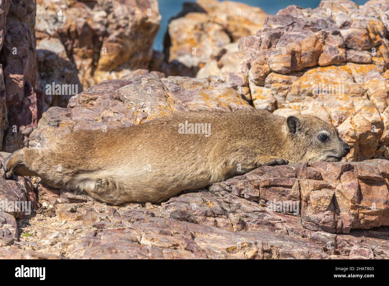 Dassie (Procavia capensis) lying on a rock in the Bay of Hermanus, Western Cape of South Africa Stock Photo