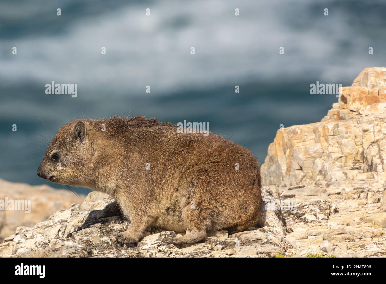 Portrait of a Dassie taken in Hermanus, Western Cape of South Africa Stock Photo