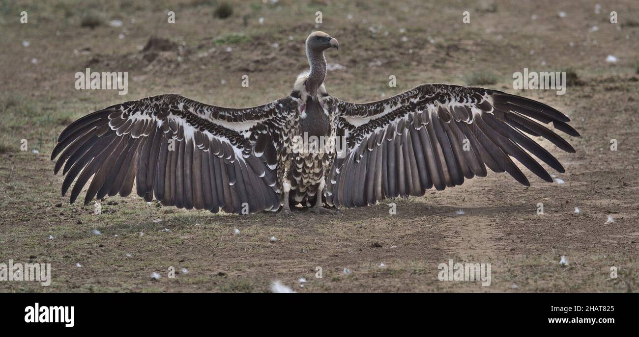 white-backed vulture spreads wings to dry showing massive wingspan in wild masai mara kenya Stock Photo