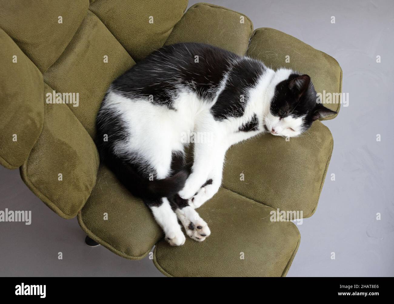 Black and white cat sleeping on a chair Stock Photo - Alamy