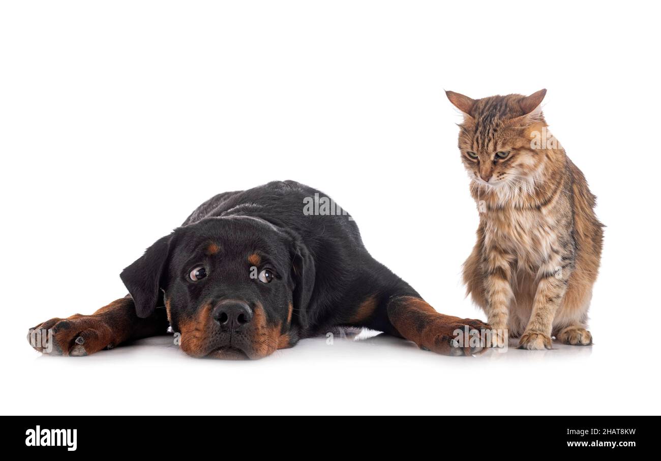 young Kurilian Bobtail and rottweiler in front of white background ...