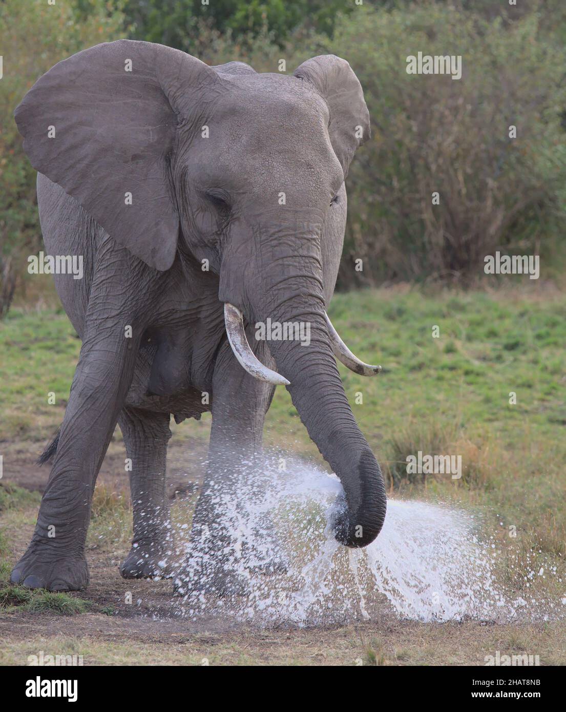 portrait of african elephant standing and spraying water jets with her trunk in the wild plains of the masai mara, kenya Stock Photo