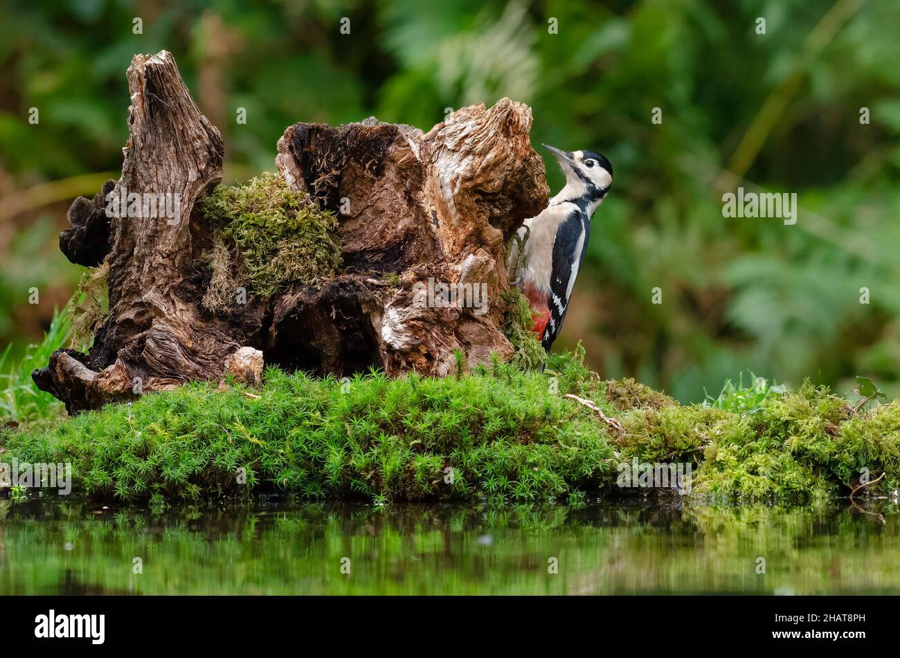 A great spotted woodpecker perched on the side of an old tree stump by the side of a small pool. Stock Photo